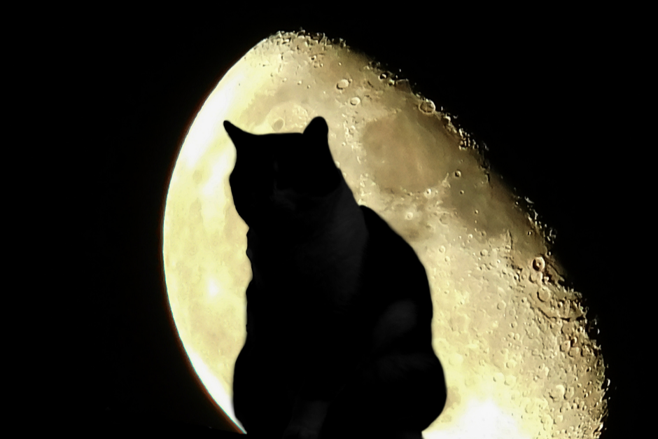 Silhouette of a cat against a large moon with visible craters